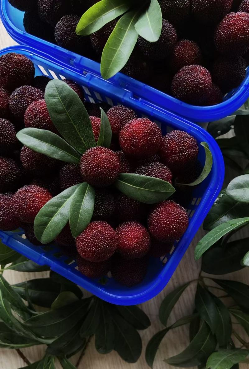 有机蔬菜 vs. 普通蔬菜：哪种更健康？